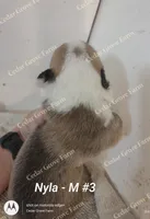 Nyla - M #3, a male Pembroke Welsh Corgi for sale in Wingate, NC – 2 of 4