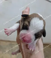 Precious - M #1, a male Pembroke Welsh Corgi for sale in Wingate, NC – Photo 2 of 4