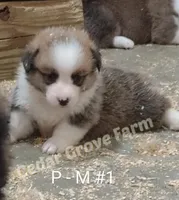 Precious - M #1, a male Pembroke Welsh Corgi for sale in Wingate, NC – Photo 1 of 4