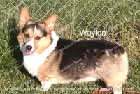 Precious - M #1, a male Pembroke Welsh Corgi for sale in Wingate, NC – Photo 4 of 4