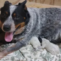 Male #2, a male Australian Cattle Dog for sale in Wingate, NC – Photo 3 of 4
