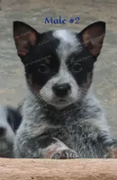 Male #2, a male Australian Cattle Dog for sale in Wingate, NC – Photo 1 of 4
