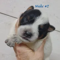 Male #2, a male Australian Cattle Dog for sale in Wingate, NC – Photo 2 of 4