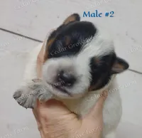 Male #2, a male Australian Cattle Dog for sale in Wingate, NC – Photo 1 of 3