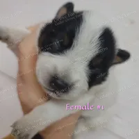 Female #1, a female Australian Cattle Dog for sale in Wingate, NC – Photo 2 of 4