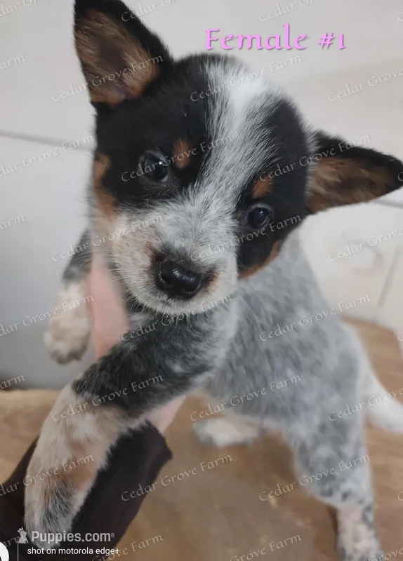 Female #1 – Australian Cattle Dog puppy for sale in Wingate, NC