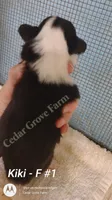 Kiki - F #1, a female Pembroke Welsh Corgi for sale in Wingate, NC – 2 of 4