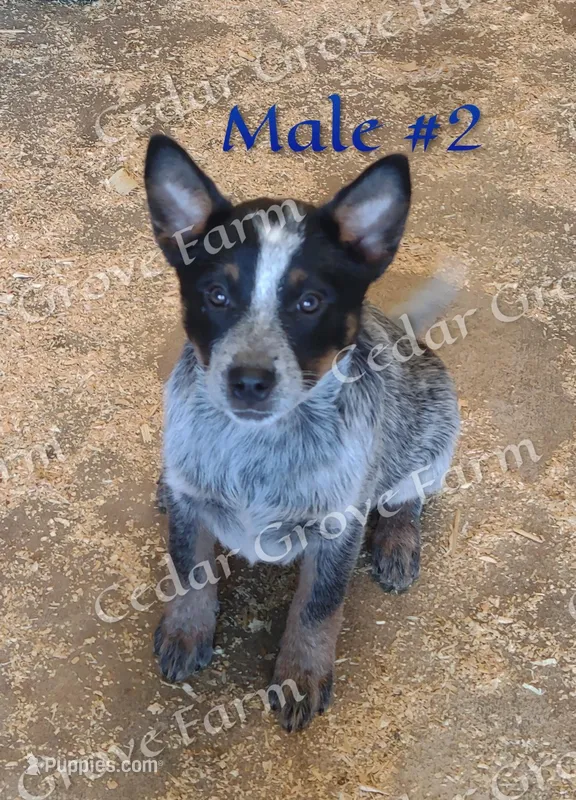 Male #2 – Australian Cattle Dog puppy for sale in Wingate, NC