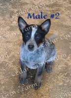 Male #2, a male Australian Cattle Dog for sale in Wingate, NC – Photo 1 of 4