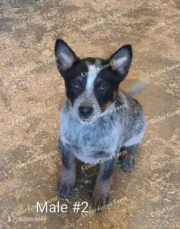 Male #2 – Australian Cattle Dog puppy for sale in Wingate, NC