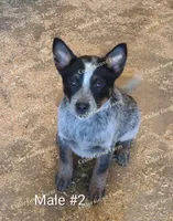 Male #2, a male Australian Cattle Dog for sale in Wingate, NC – 1 of 4