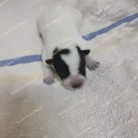 Male #2, a male Australian Cattle Dog for sale in Wingate, NC – Photo 3 of 4