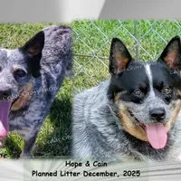 Male #2, a male Australian Cattle Dog for sale in Wingate, NC – Photo 4 of 4