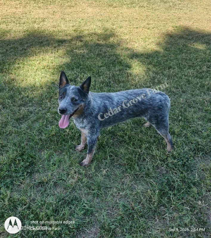 Male #1 – Australian Cattle Dog puppy for sale in Wingate, NC