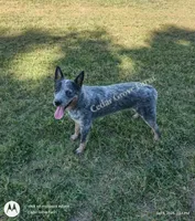 Male #1, a male Australian Cattle Dog for sale in Wingate, NC – 1 of 4