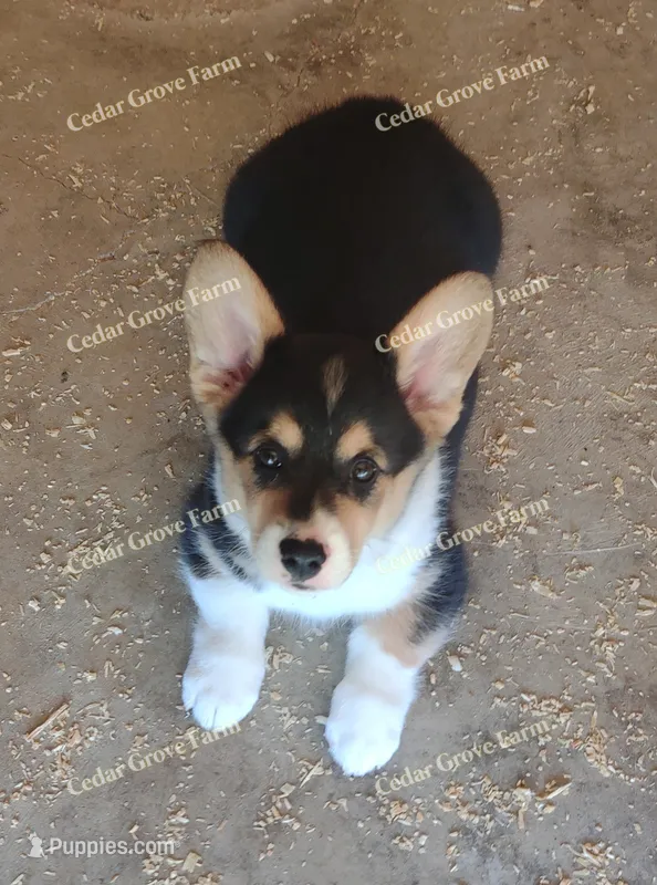 Male #2 – Pembroke Welsh Corgi puppy for sale in Wingate, NC