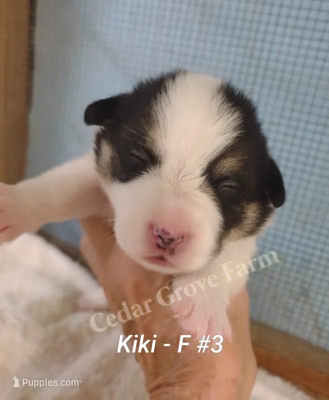 Kiki - F #3 – Pembroke Welsh Corgi puppy for sale in Wingate, NC