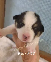 Kiki - F #3, a female Pembroke Welsh Corgi for sale in Wingate, NC – 1 of 4