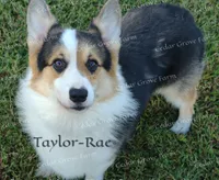 Morgan - M #2, a male Pembroke Welsh Corgi for sale in Wingate, NC – 4 of 4
