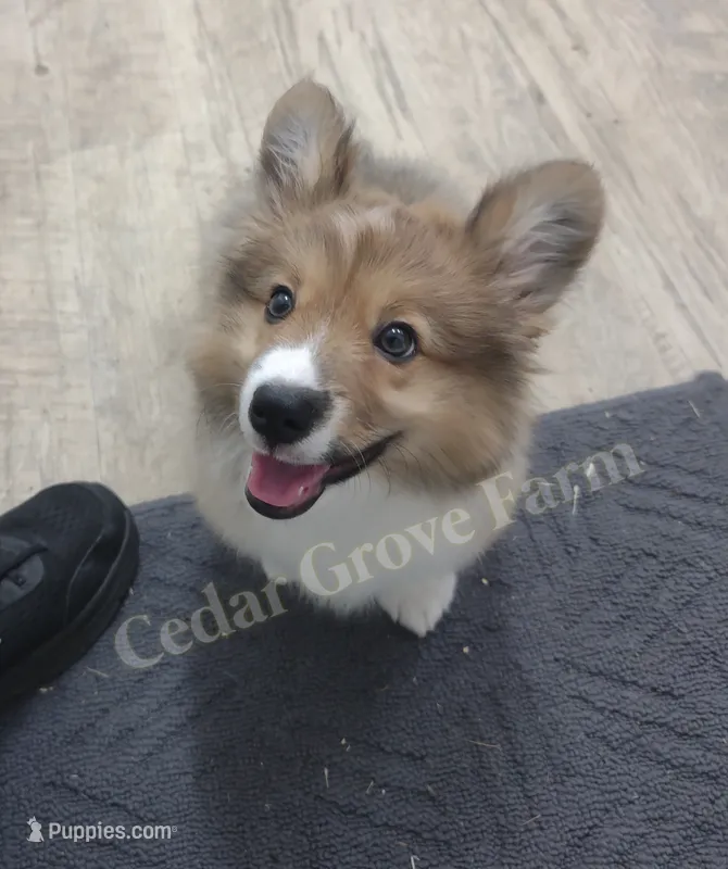 "Boogie" – Pembroke Welsh Corgi puppy for sale in Wingate, NC