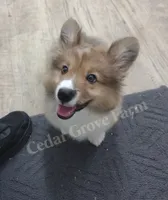 "Boogie", a male Pembroke Welsh Corgi for sale in Wingate, NC – 1 of 7