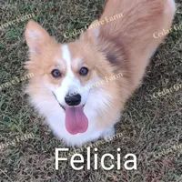 Male #2, a male Pembroke Welsh Corgi for sale in Wingate, NC – Photo 2 of 3