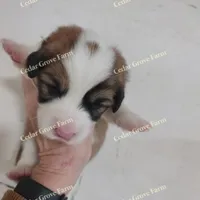 Male #2, a male Pembroke Welsh Corgi for sale in Wingate, NC – Photo 1 of 3