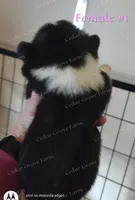 Female #1, a female Pembroke Welsh Corgi for sale in Wingate, NC – Photo 2 of 4