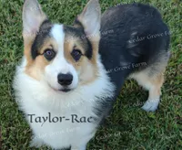 Female #1, a female Pembroke Welsh Corgi for sale in Wingate, NC – Photo 4 of 4