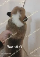 Nyla - M #1, a male Pembroke Welsh Corgi for sale in Wingate, NC – 2 of 4