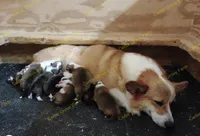 Maybelline - F#7, a female Pembroke Welsh Corgi for sale in Wingate, NC – Photo 3 of 4