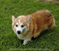 Maybelline - F#7, a female Pembroke Welsh Corgi for sale in Wingate, NC – Photo 4 of 4