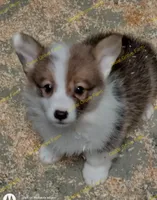 Maybelline - F#7, a female Pembroke Welsh Corgi for sale in Wingate, NC – Photo 1 of 4