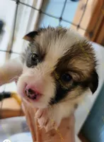 Maybelline - F#7, a female Pembroke Welsh Corgi for sale in Wingate, NC – Photo 2 of 4