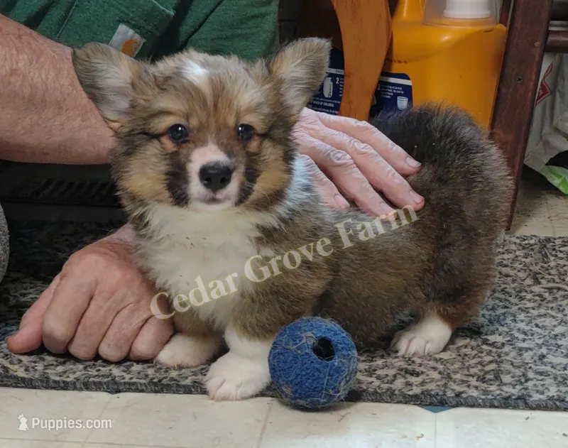 "Boogie" – Pembroke Welsh Corgi puppy for sale in Wingate, NC