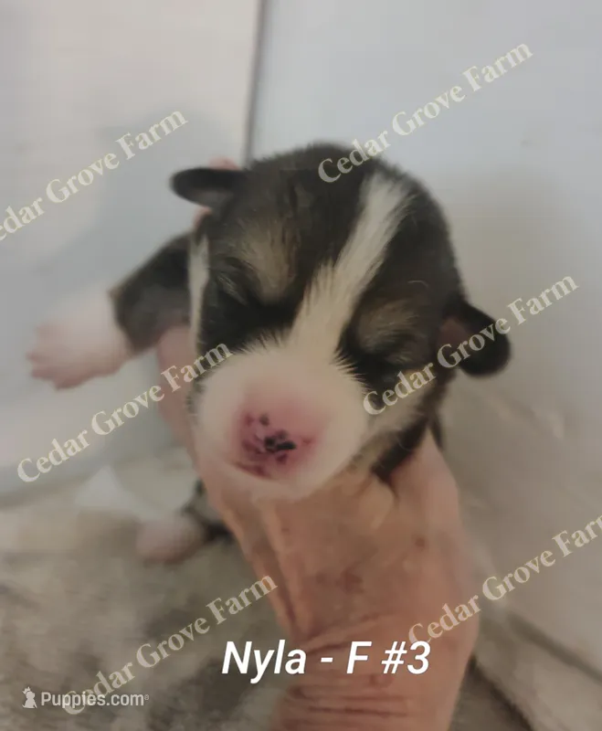 Nyla - F #3 – Pembroke Welsh Corgi puppy for sale in Wingate, NC