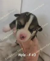 Nyla - F #3, a female Pembroke Welsh Corgi for sale in Wingate, NC – 1 of 4