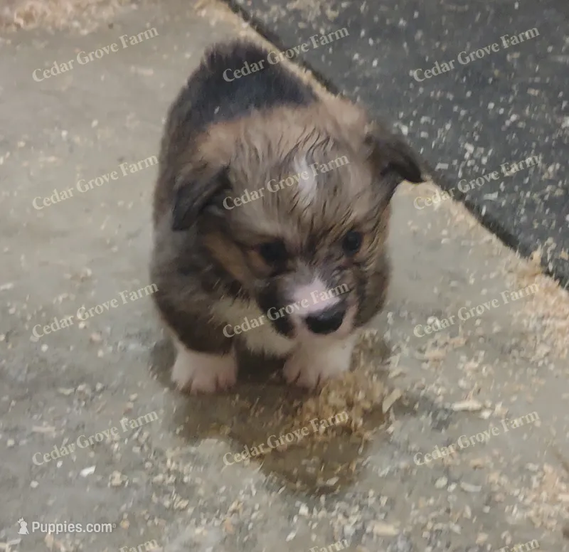 "Boogie" – Pembroke Welsh Corgi puppy for sale in Wingate, NC