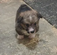 "Boogie", a male Pembroke Welsh Corgi for sale in Wingate, NC – 1 of 3