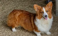 Morgan - F #1, a female Pembroke Welsh Corgi for sale in Wingate, NC – 3 of 4