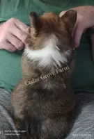 "Boogie", a male Pembroke Welsh Corgi for sale in Wingate, NC – 5 of 7