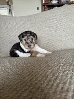 Penny, a female Wire Fox Terrier for sale in Cropwell, AL – Photo 3 of 7