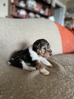 Penny, a female Wire Fox Terrier for sale in Cropwell, AL – Photo 2 of 7