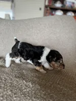 Penny, a female Wire Fox Terrier for sale in Cropwell, AL – Photo 4 of 7