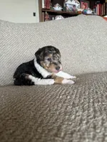 Penny, a female Wire Fox Terrier for sale in Cropwell, AL – Photo 1 of 7