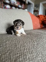 Penny, a female Wire Fox Terrier for sale in Cropwell, AL – Photo 7 of 7