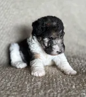 Lucy , a female Wire Fox Terrier for sale in Cropwell, AL – Photo 1 of 6