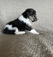 Lucy , a female Wire Fox Terrier for sale in Cropwell, AL – Photo 6 of 6