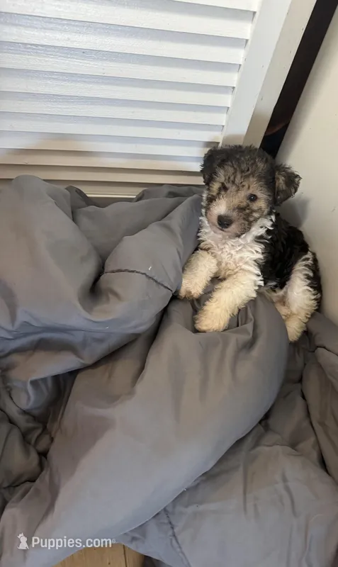 Lucy  – Wire Fox Terrier puppy for sale in Cropwell, AL