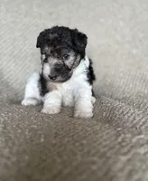 Lucy , a female Wire Fox Terrier for sale in Cropwell, AL – Photo 2 of 6